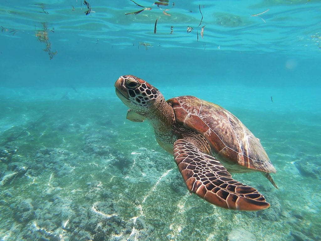 sea turtle swimming in a teal blue sea