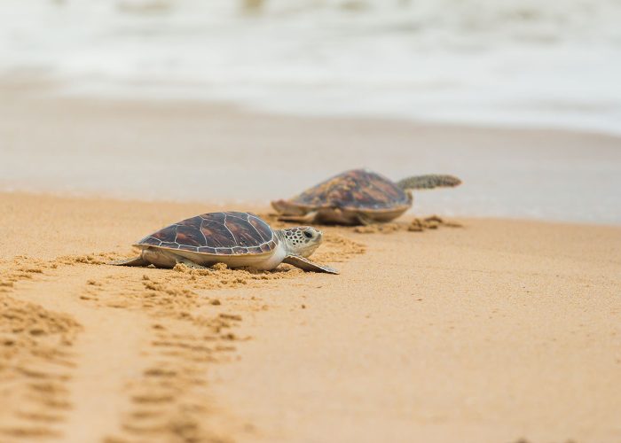 sea turtles on beach