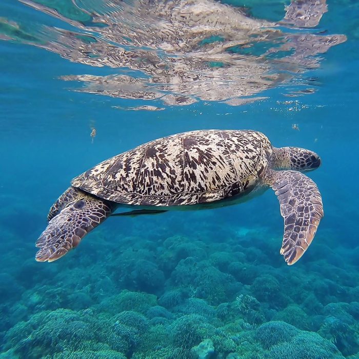 side view of a sea turtle swimming underwater